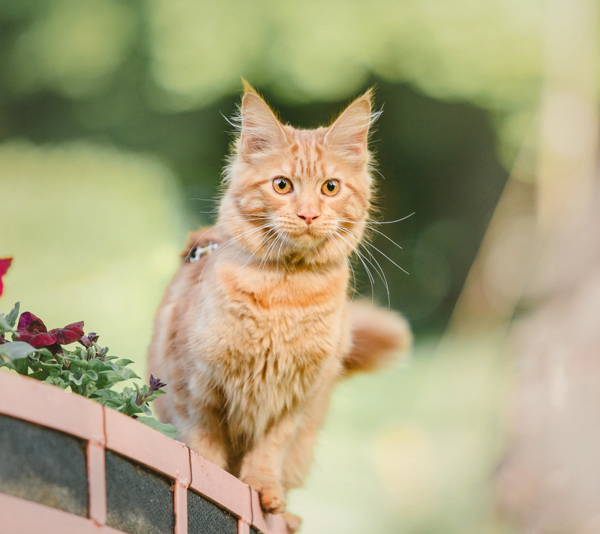 Ginger cat standing on a garden wall