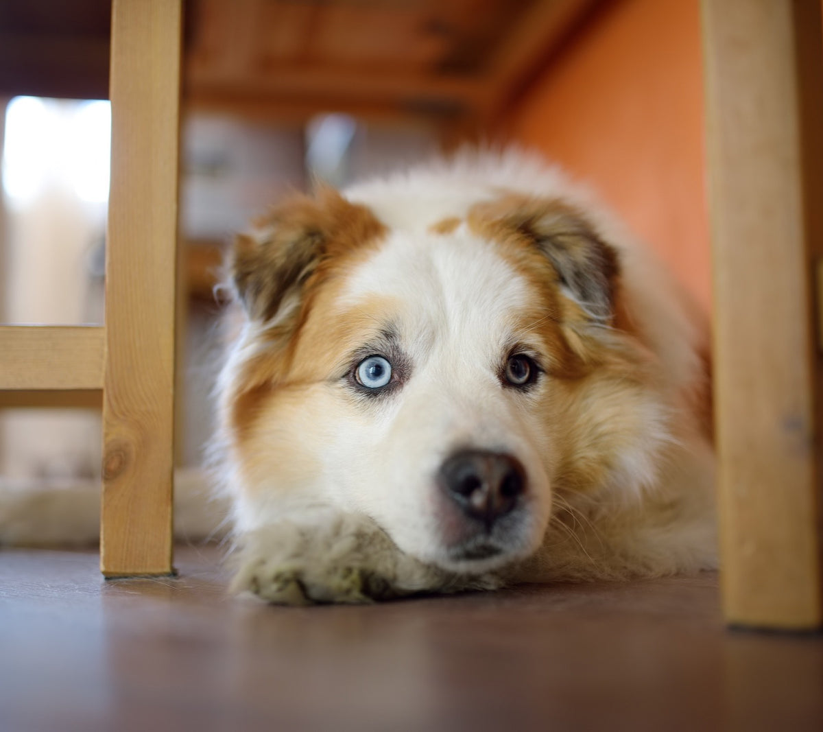 Dog with blue eyes resting under a table