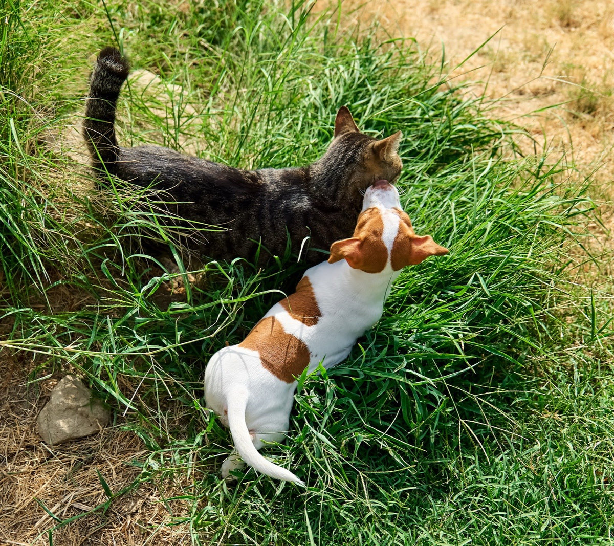Puppy and tabby cat greeting each other in long grass