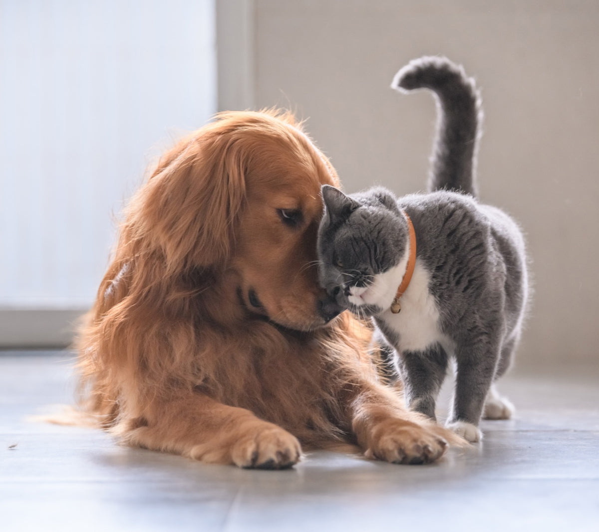 Golden retriever and grey cat nuzzling