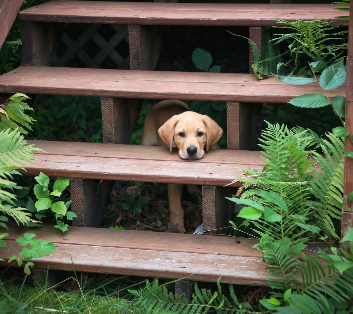 Puppy peeking out between wooden garden steps