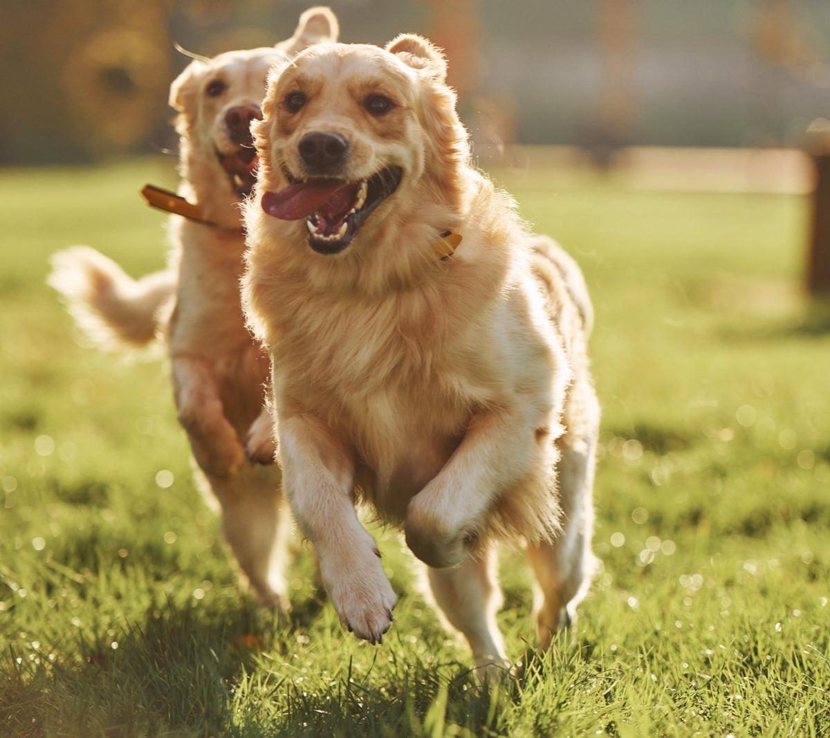 Two golden retrievers running across a sunny lawn